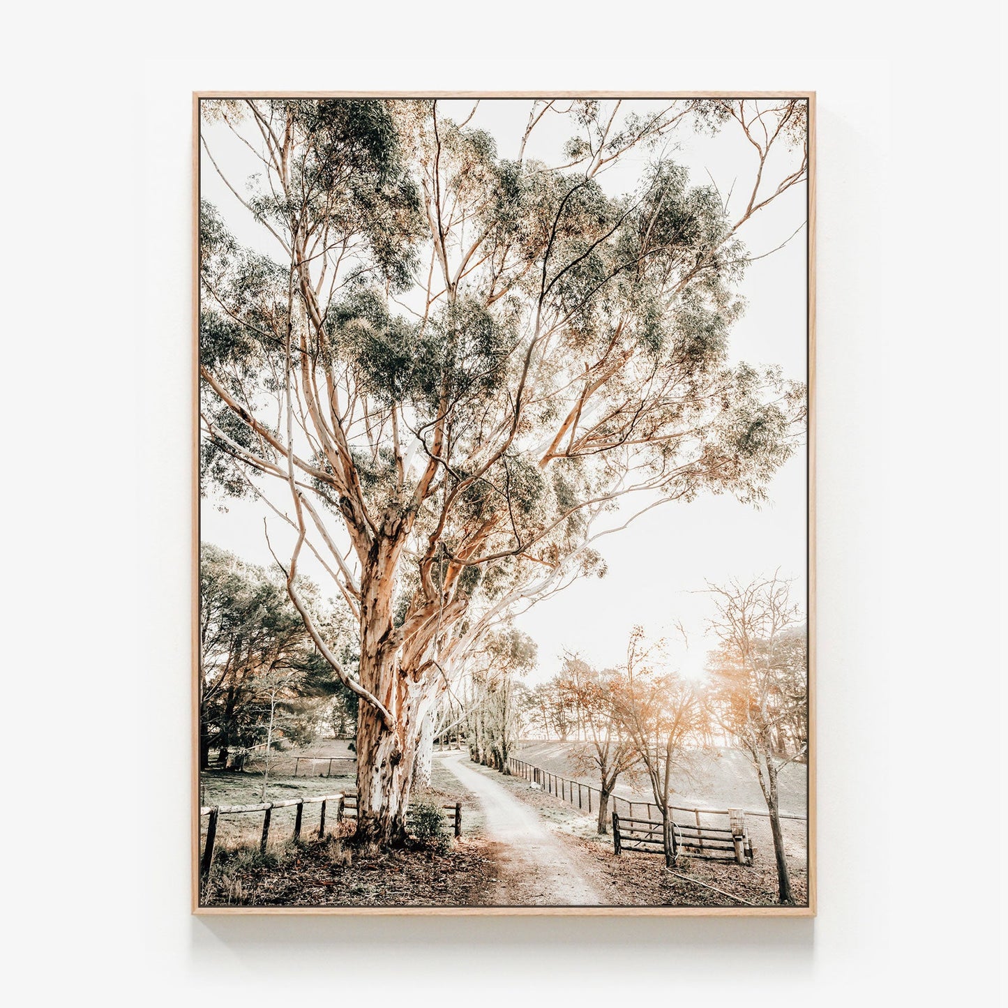 Afternoon Sun Canvas wall art with oak float frame. Australian countryside photographic art print