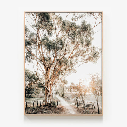 Afternoon Sun Canvas wall art with oak float frame. Australian countryside photographic art print