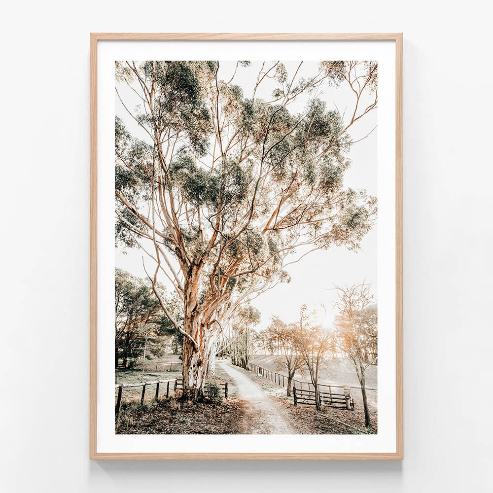 A framed art print of a photo featuring the Afternoon Sun of an Australian landscape.