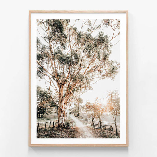 A framed art print of a photo featuring the Afternoon Sun of an Australian landscape.