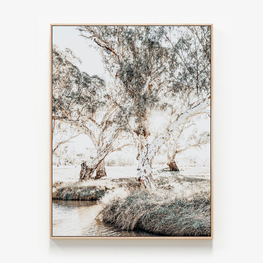 Australian Gum trees at the Creek Canvas wall art print with oak float frame