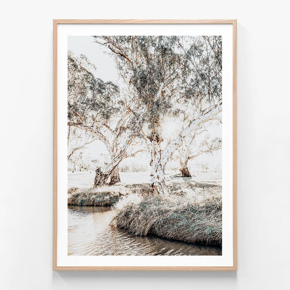 A framed print featuring gum trees next to a creek in Australia 