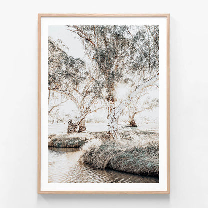 A framed print featuring gum trees next to a creek in Australia 