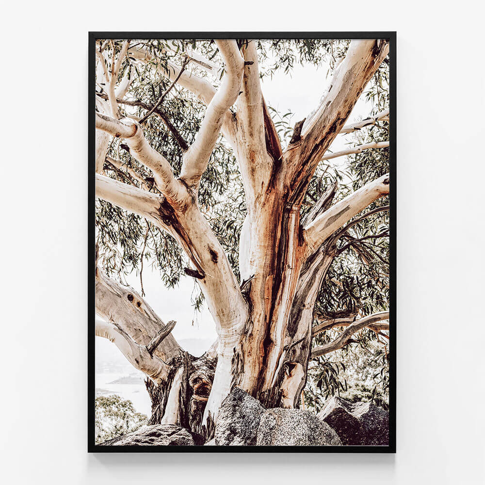 Alpine Snow Gum
