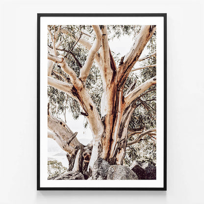 Alpine Snow Gum