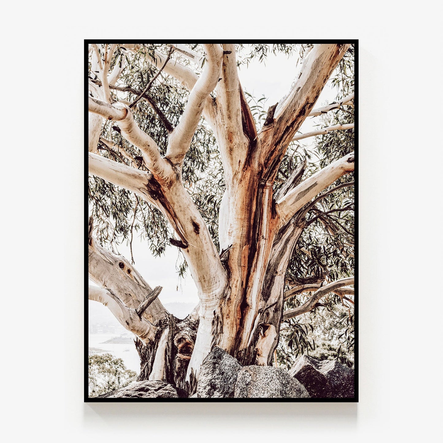 Alpine Snow Gum Canvas
