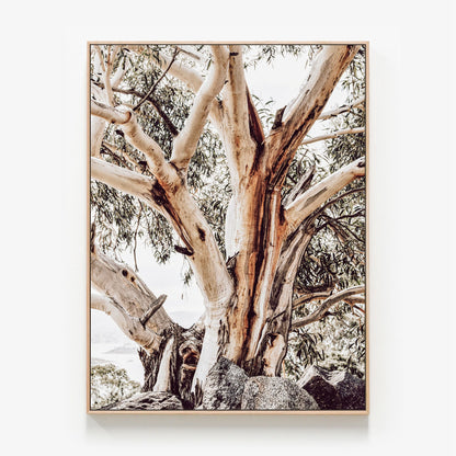Alpine Snow Gum Canvas wall art with oak float frame