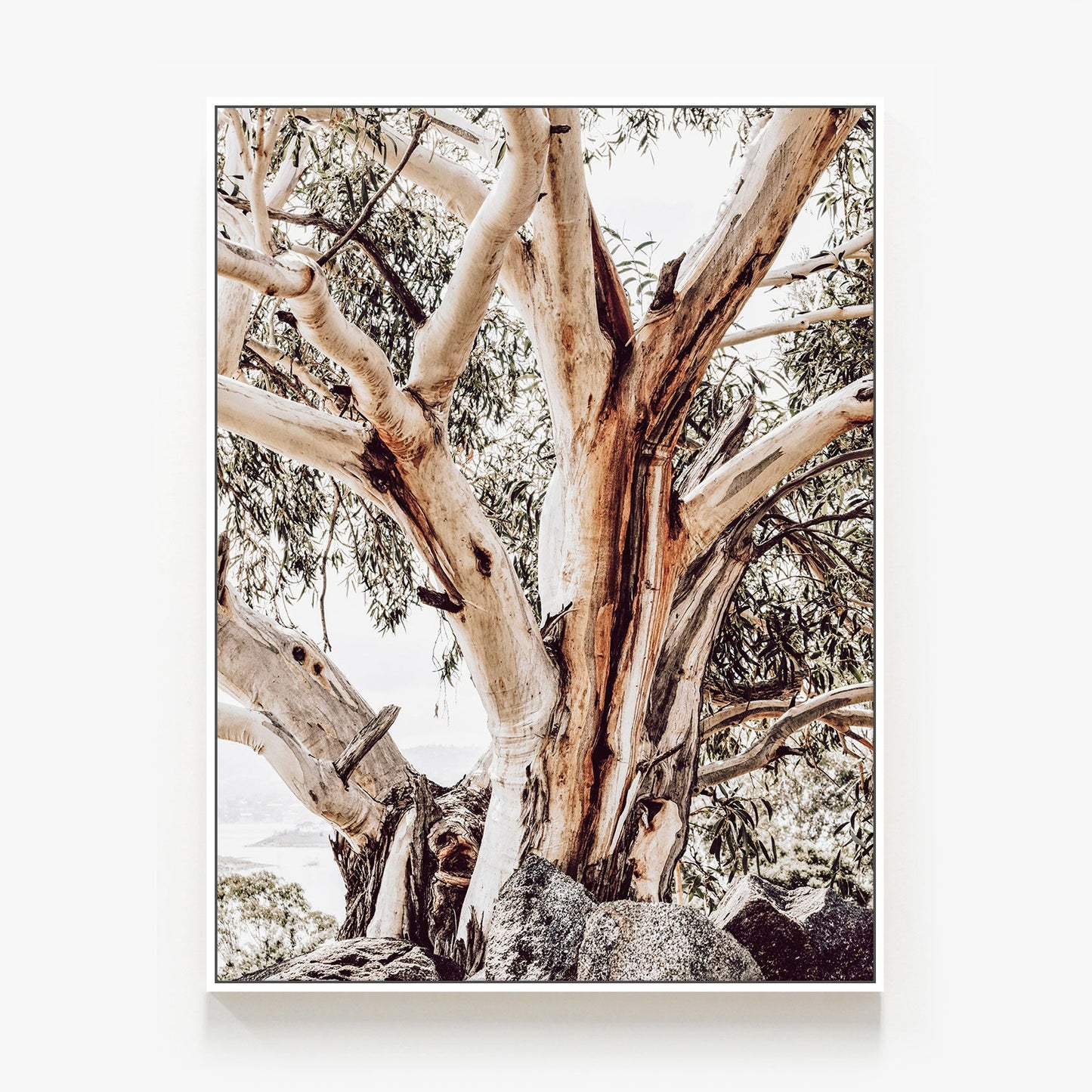 Alpine Snow Gum Canvas