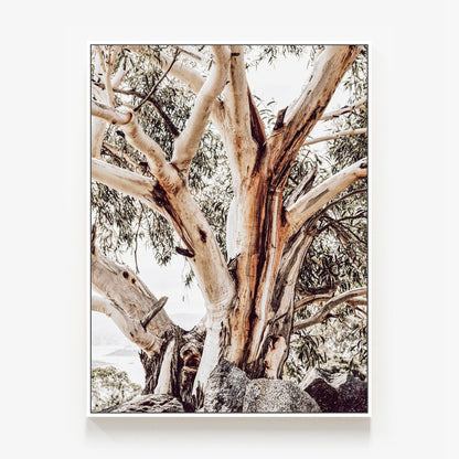 Alpine Snow Gum Canvas