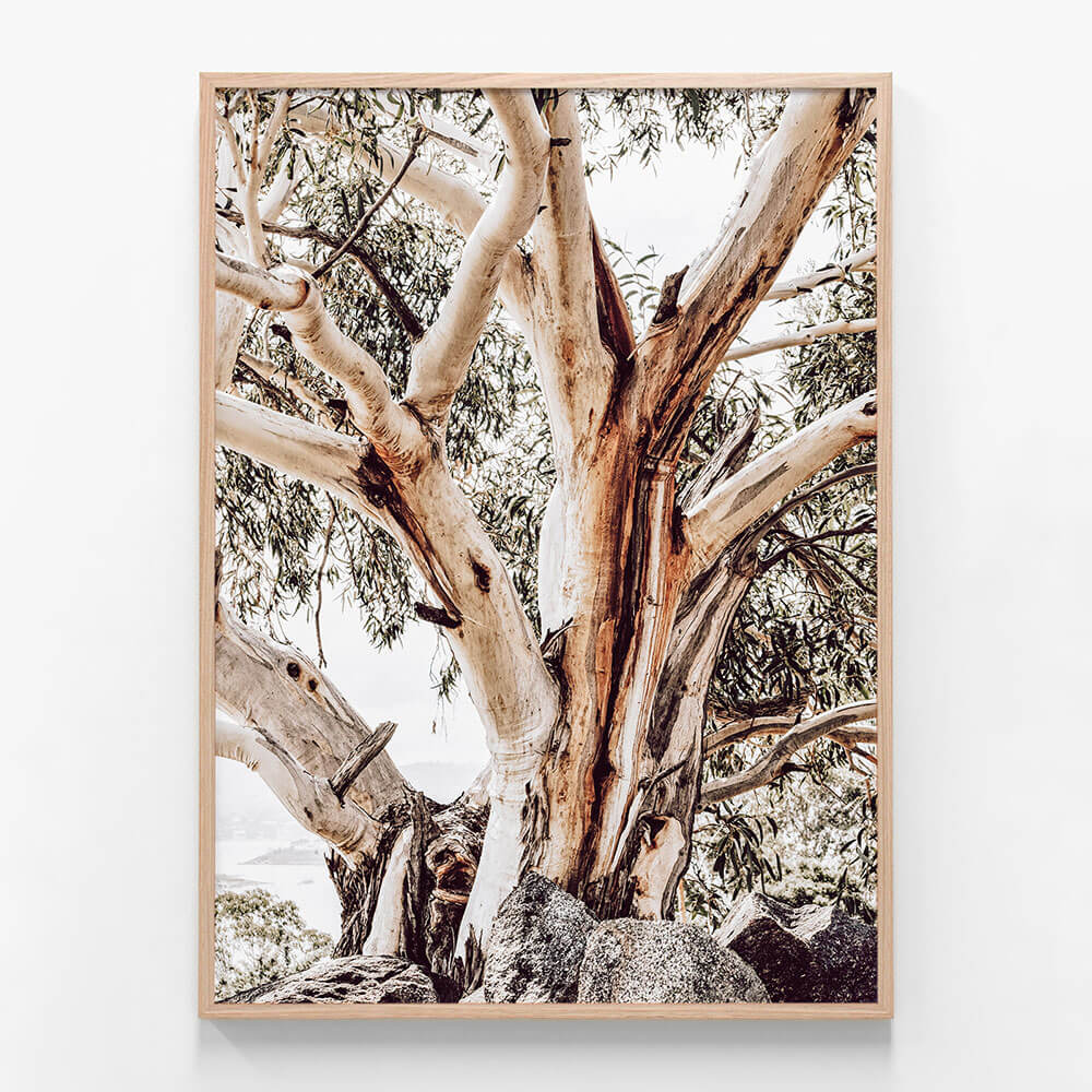 Alpine Snow Gum