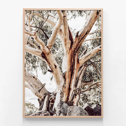 Alpine Snow Gum