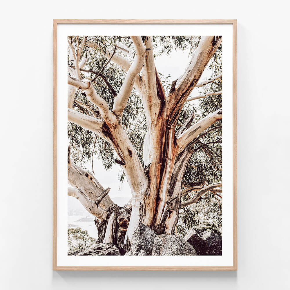 A framed print of the alpine landscape with a large gum tree.