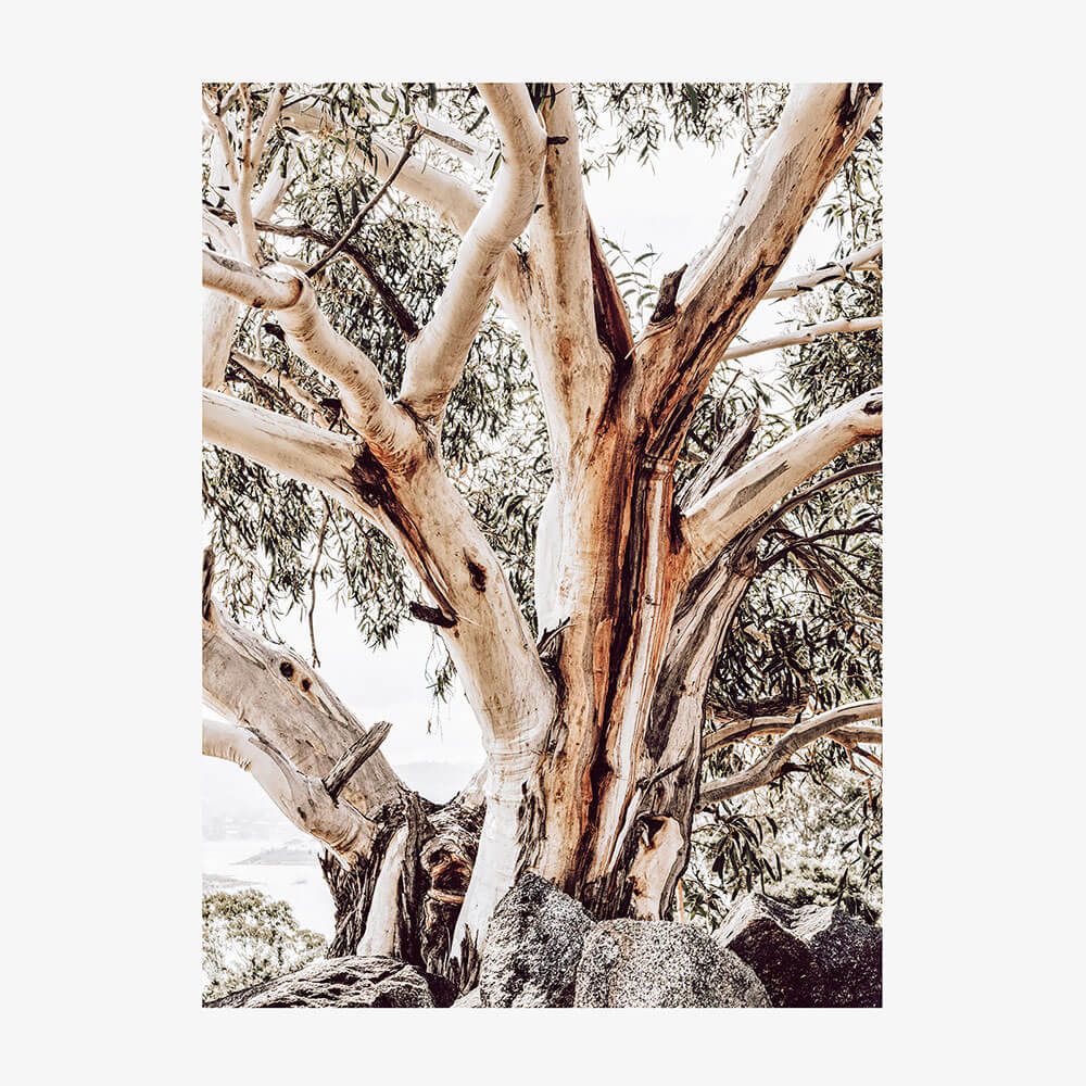 Alpine Snow Gum