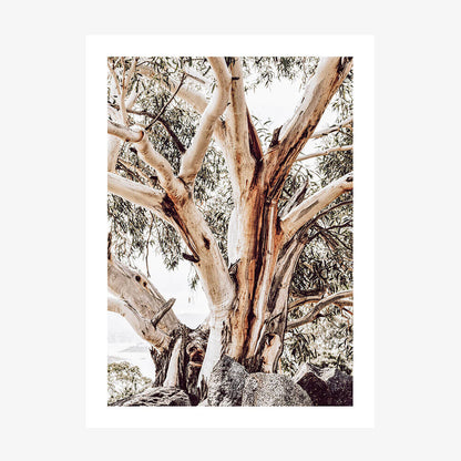 A photo wall art print featuring an alpine snow gum.