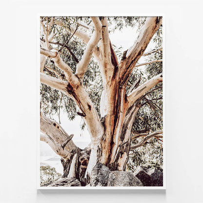 Alpine Snow Gum