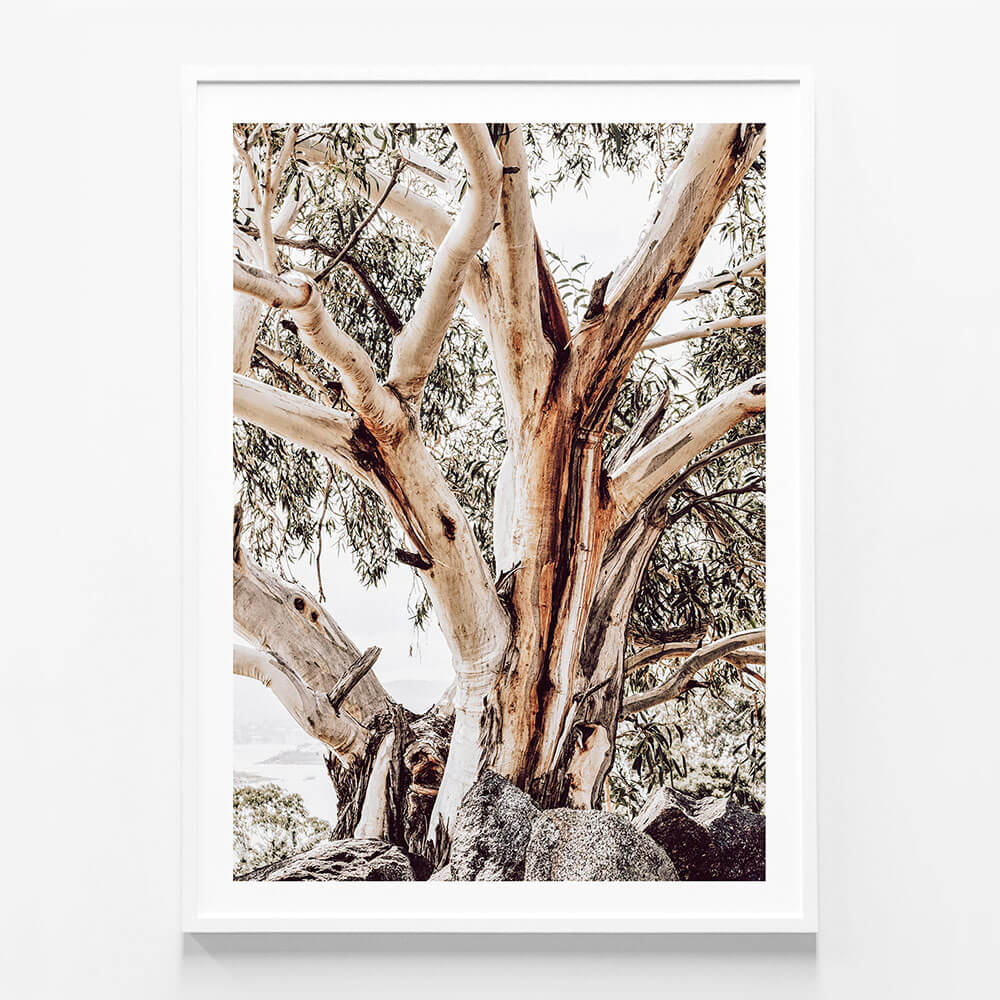 Alpine Snow Gum