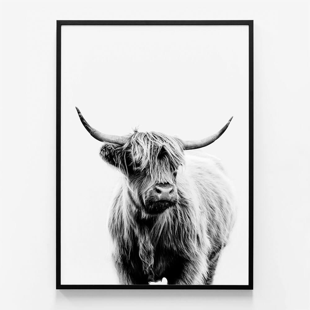 Angus B&W