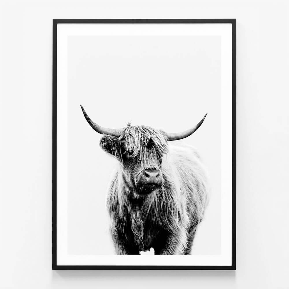 Angus B&W