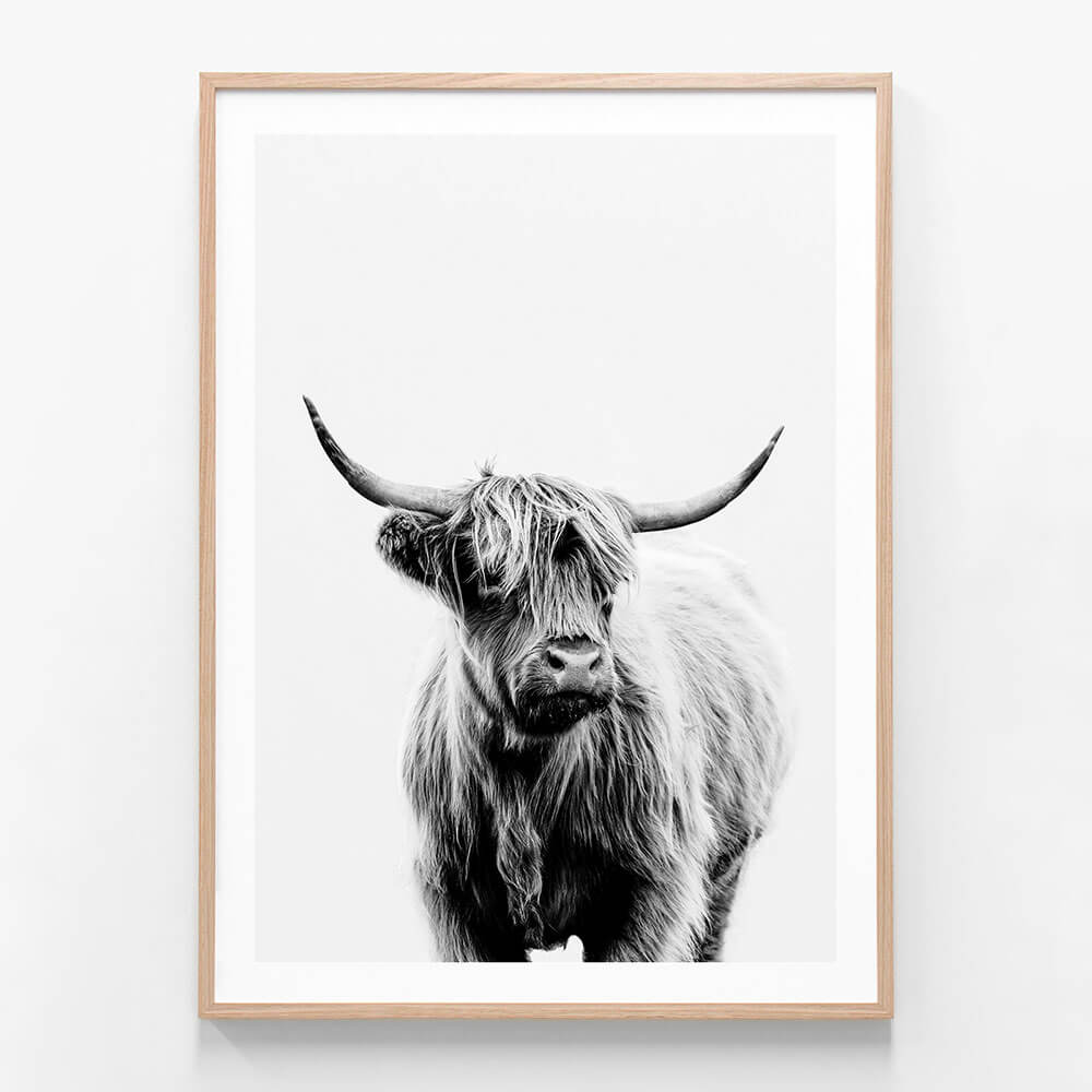 A framed black and white photo of a highland cow with long horns, looking directly at the camera.