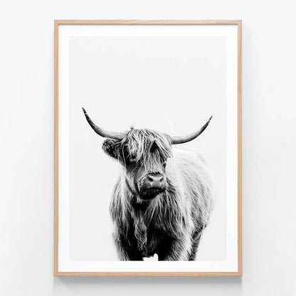 A framed black and white photo of a highland cow with long horns, looking directly at the camera.