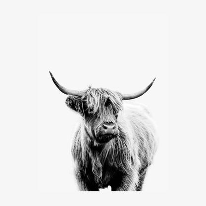 Angus B&W