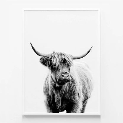 Angus B&W