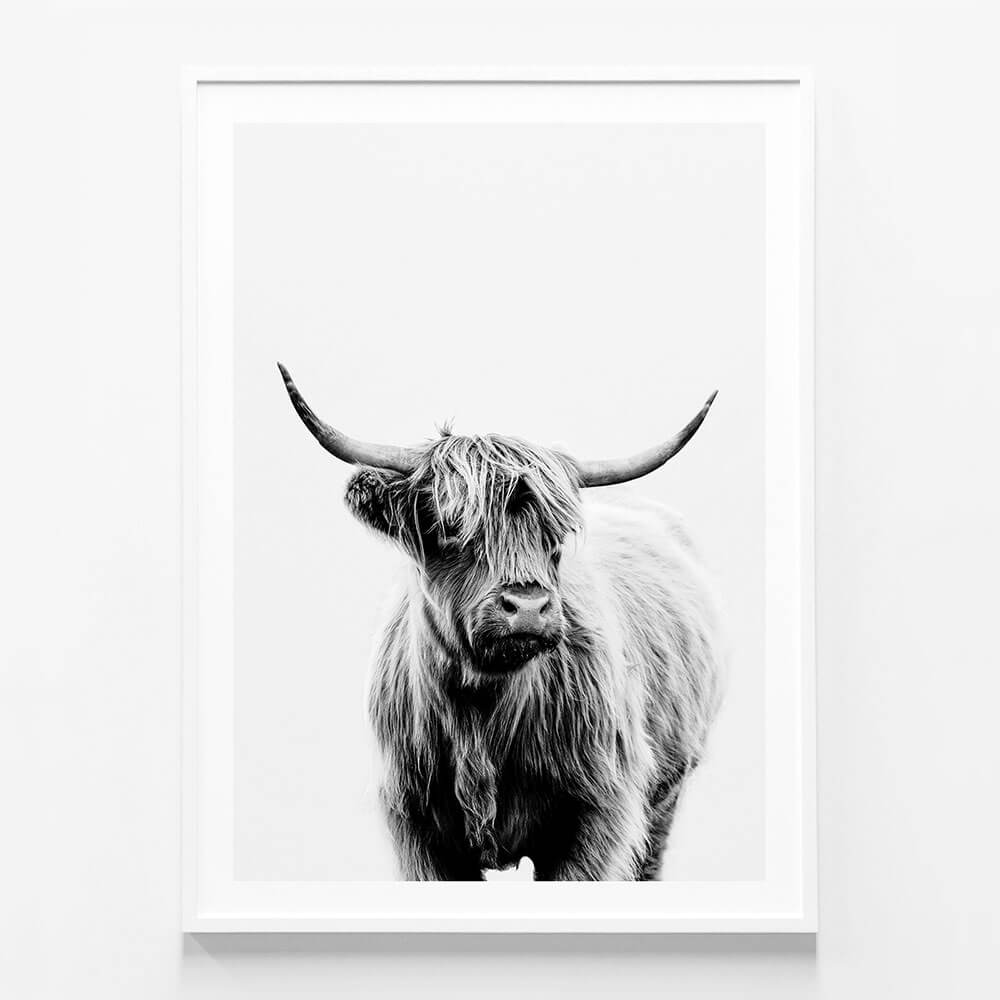 Angus B&W