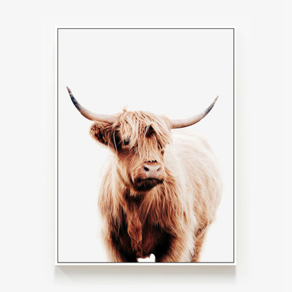 Angus Canvas