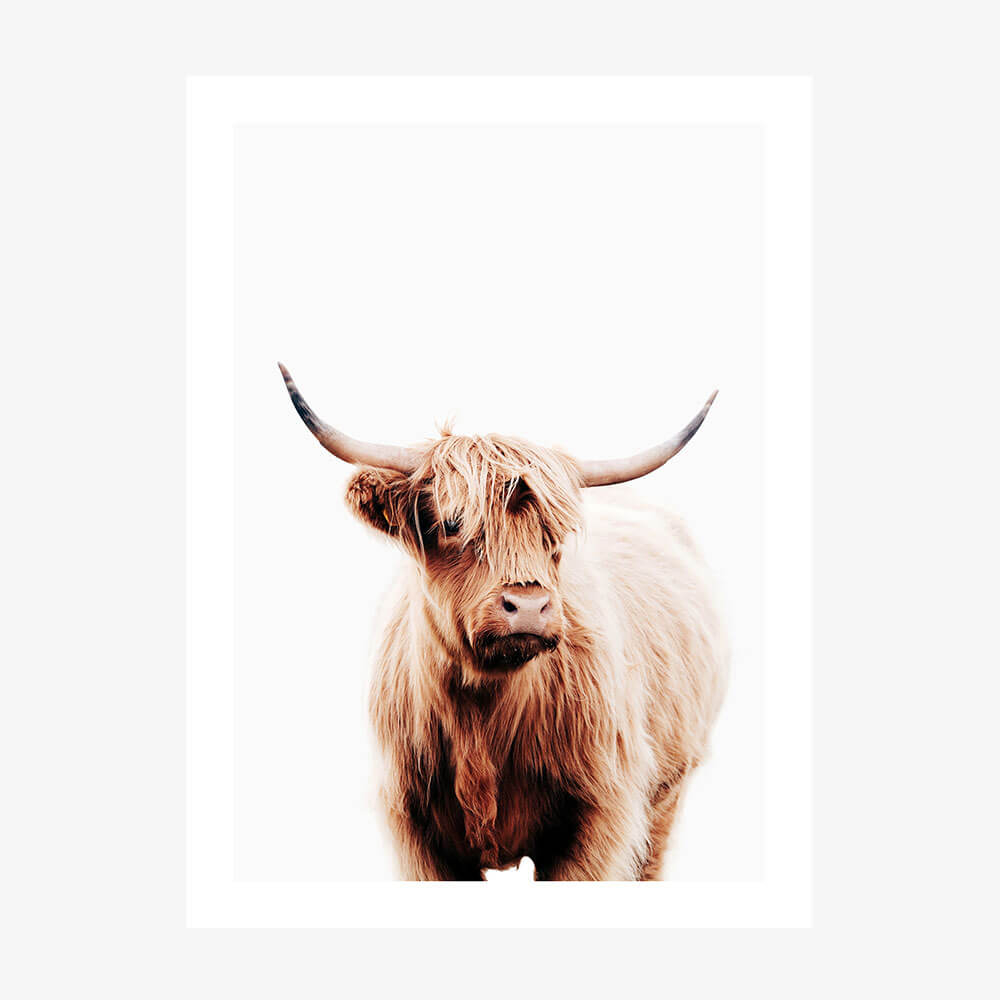 A wall art print featuring a Scottish highland cow, portrait orientation.