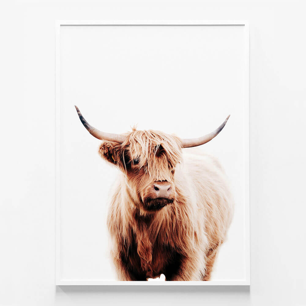 Angus