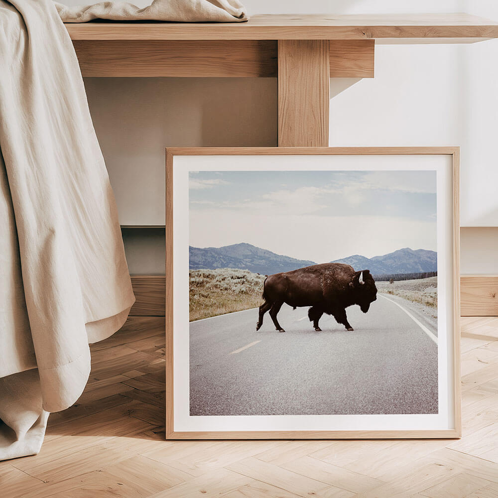 A collection of animal framed prints and posters.
