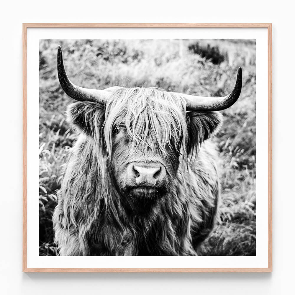 This framed art print is a black and white photo of a highland cow.