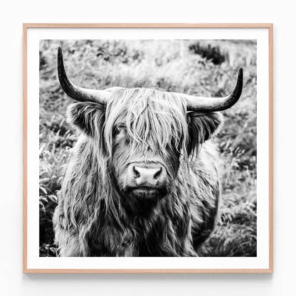 This framed art print is a black and white photo of a highland cow.