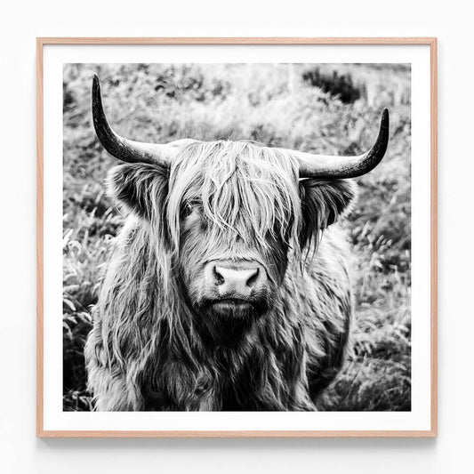 This framed art print is a black and white photo of a highland cow.