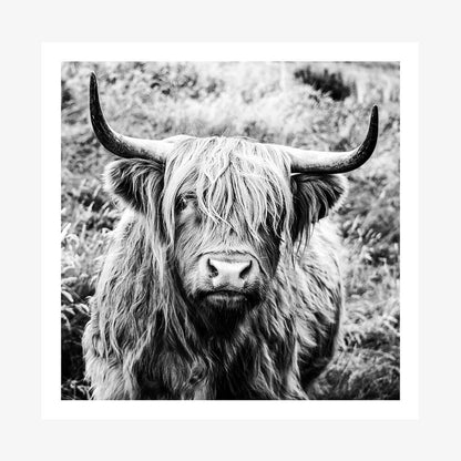This poster art print is a black and white photo of a highland cow.