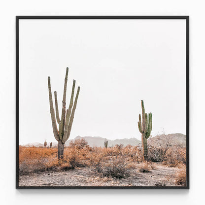 Arizona Saguaros