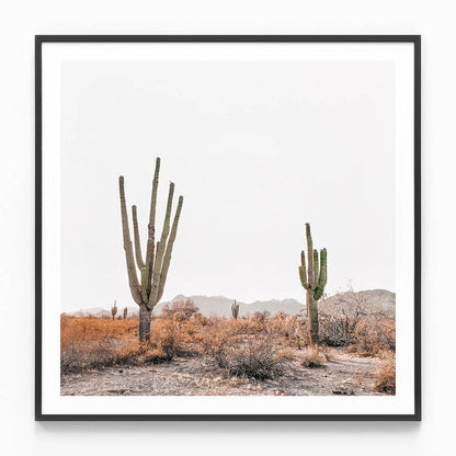 Arizona Saguaros