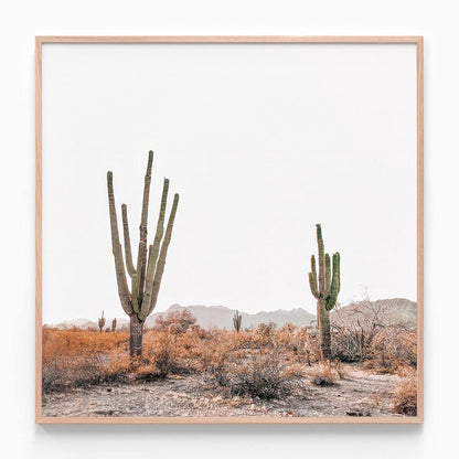 Arizona Saguaros