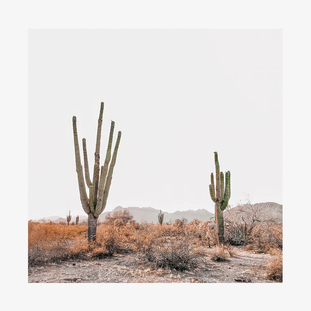 Arizona Saguaros
