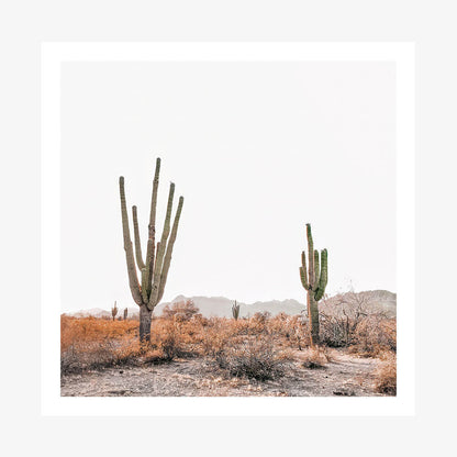 Arizona Saguaros