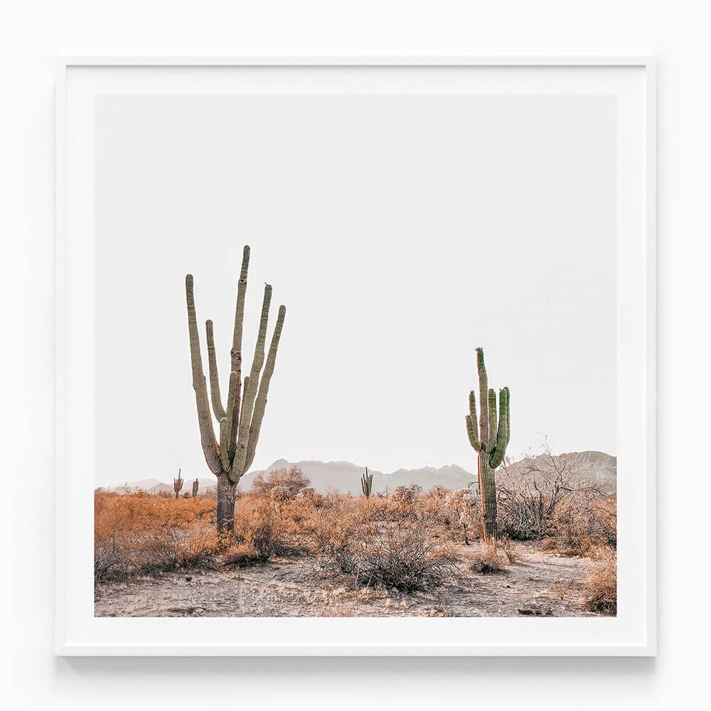 Arizona Saguaros