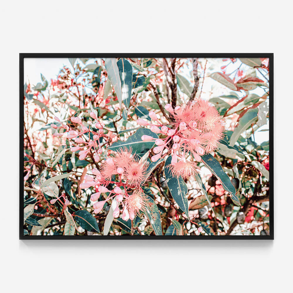 Australian Florals