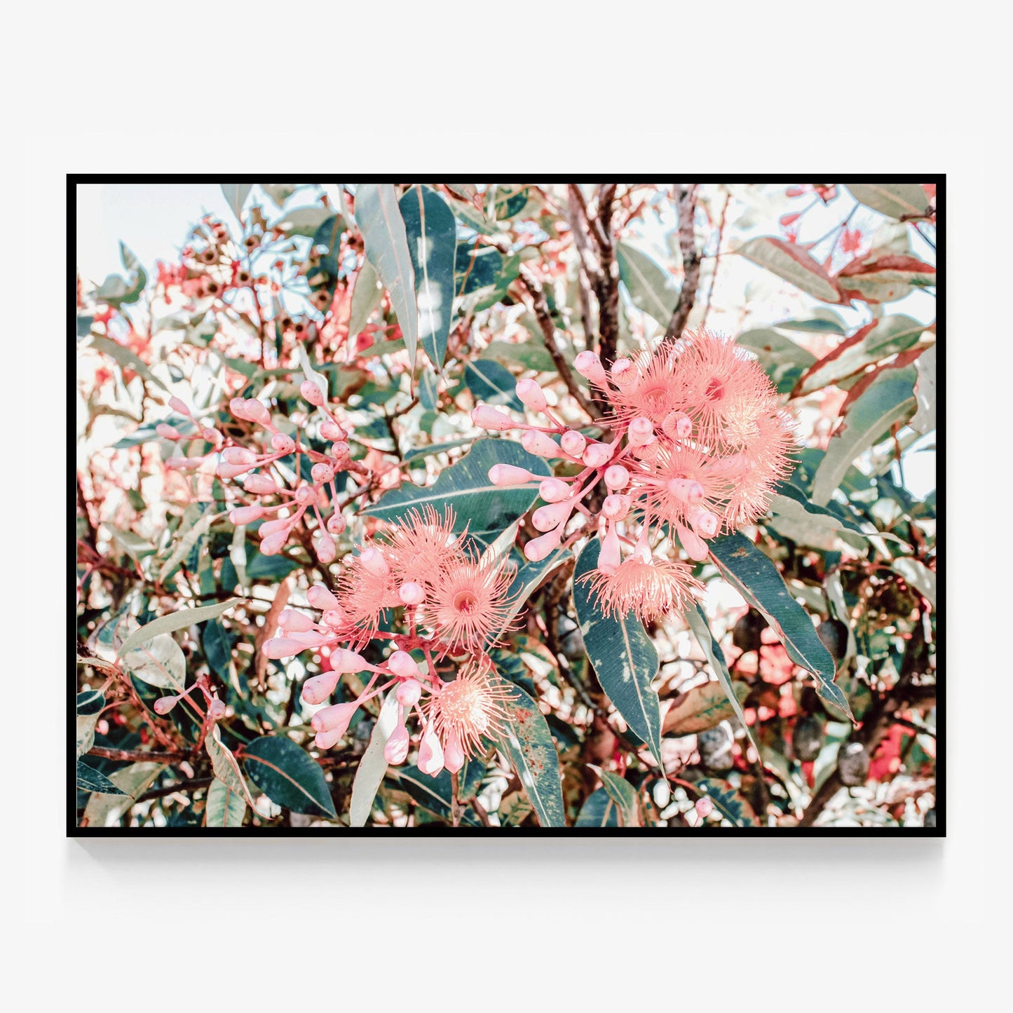 Australian Florals Canvas