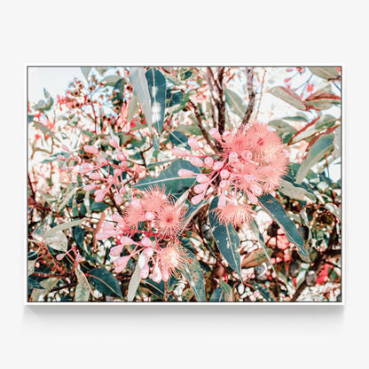 Australian Florals Canvas