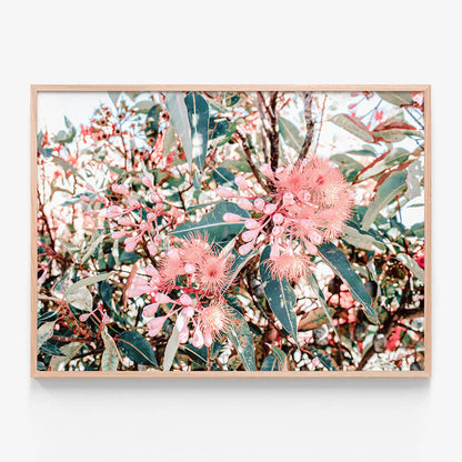 Australian Florals