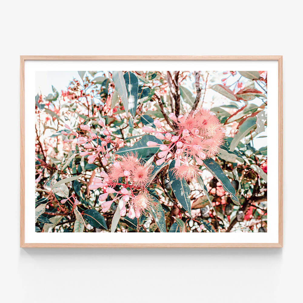 A framed photographic print featuring vibrant pink and green floral patterns, indicative of Australian native flora.