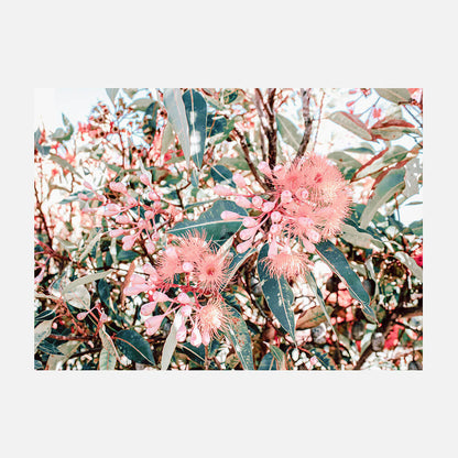 Australian Florals