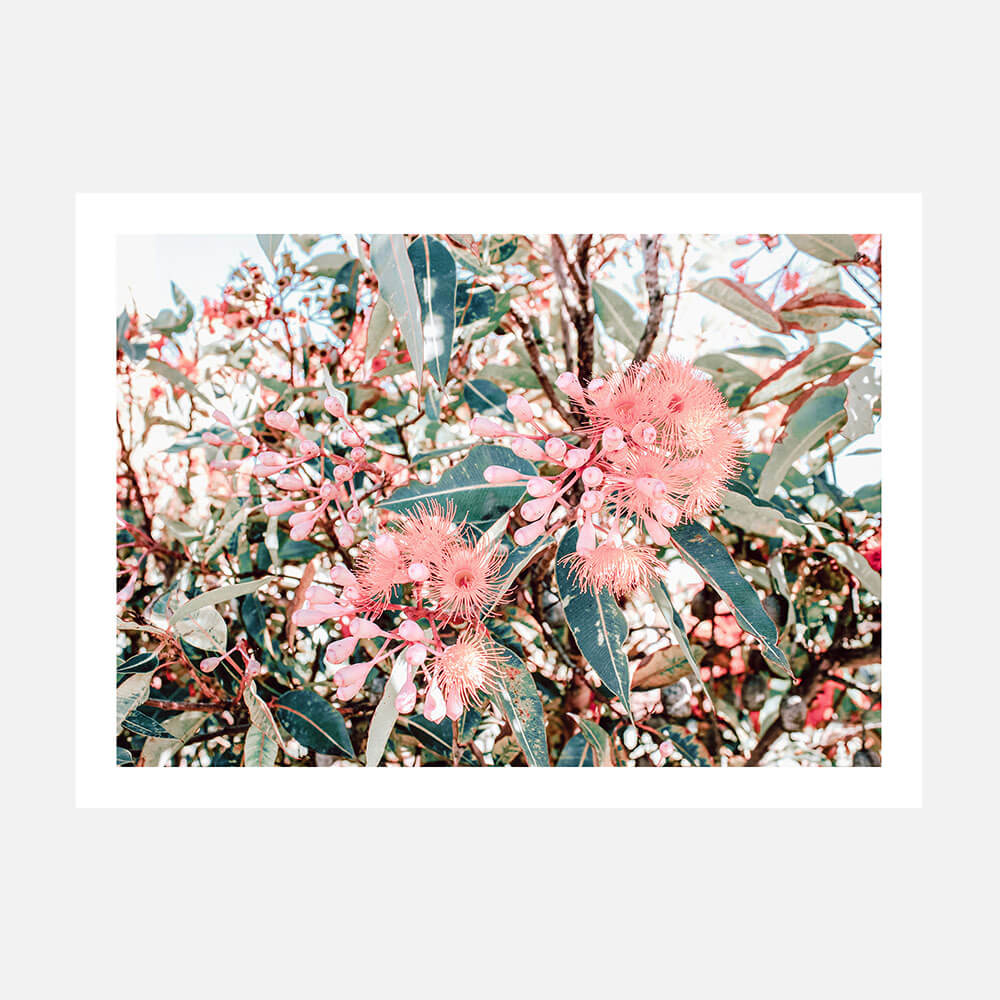 A photographic poster print featuring vibrant pink and green floral patterns, indicative of Australian native flora.