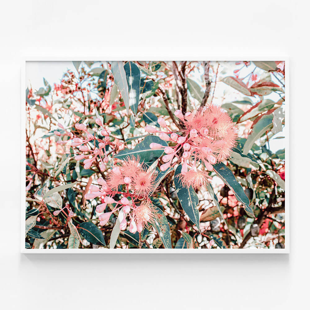 Australian Florals