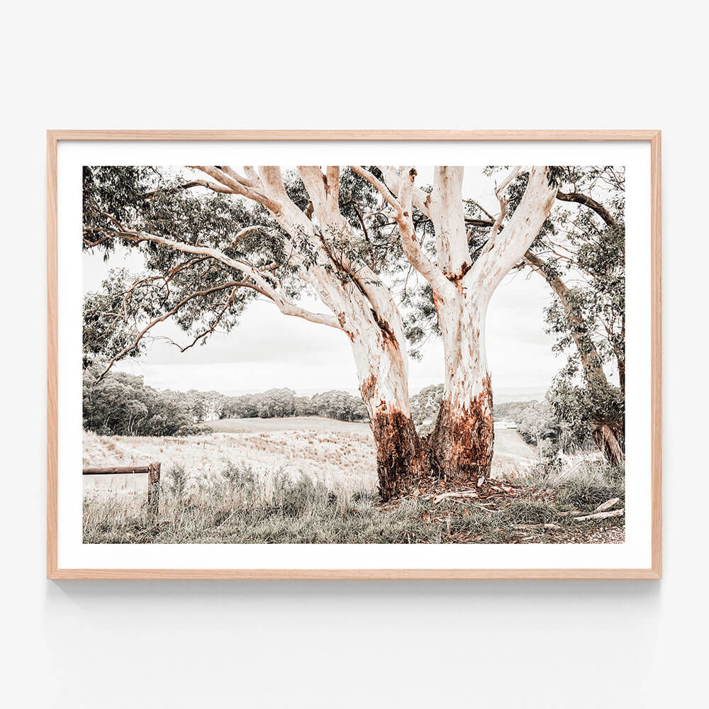 A framed art print of the Australian Hills landscape with an old gum tree in the foreground. 